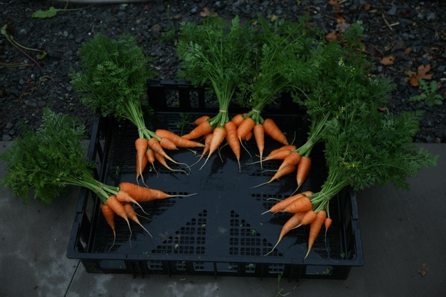 Carrot photo